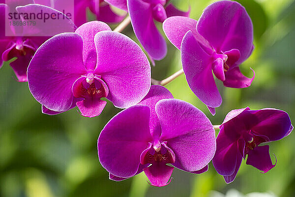 Lila Phalaenopsis-Orchideen; Maui  Hawaii  Vereinigte Staaten von Amerika