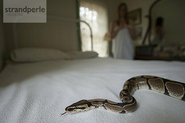 Junge Frau betrachtet einen Königspython (Python regius) auf einem Bett in einem Schlafzimmer; Lincoln  Nebraska  Vereinigte Staaten von Amerika