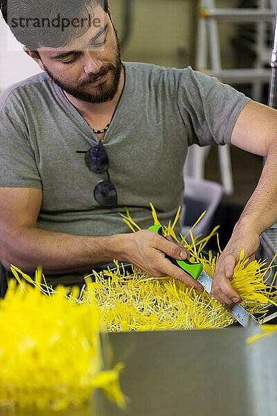 Mann im Rollstuhl schneidet frische Microgreens auf einem städtischen Bauernhof; Edmonton  Alberta  Kanada