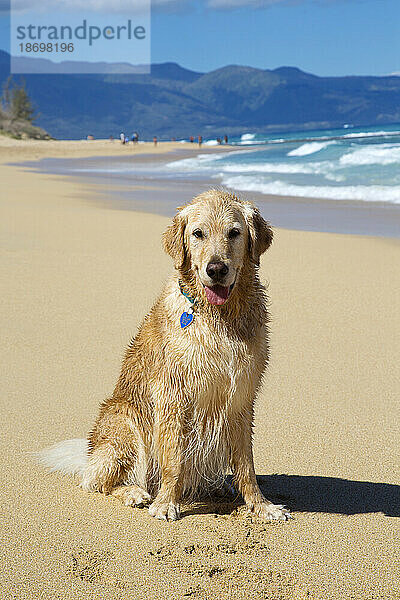 Porträt eines lächelnden Golden Retrievers (Canis lupus Familiaris) am Baldwin Beach an der Nordküste von Maui in der Nähe von Paia; Maui  Hawaii  Vereinigte Staaten von Amerika