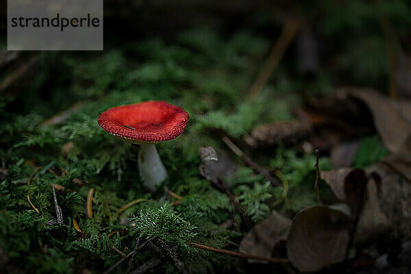 Roter Pilz (Russula emetica) im Moos auf Waldboden; Annapolis County  Nova Scotia  Kanada