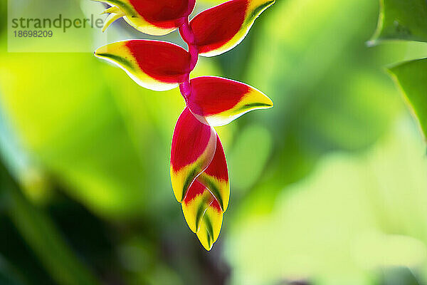 Nahaufnahme der hängenden Lobster Claw-Blume (Heliconia rostrata); Maui  Hawaii  Vereinigte Staaten von Amerika