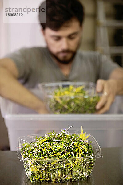 Mann im Rollstuhl verarbeitet frische Microgreens für den Versand auf einem städtischen Bauernhof; Edmonton  Alberta  Kanada