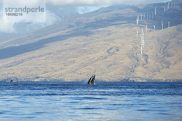 Buckelwalbabys (Megaptera Novaeangliae)  die aus dem Pazifischen Ozean ausbrechen  mit Windkraftanlagen auf den Bergen entlang der Küste der Insel Maui im ??Hintergrund; Maui  Hawaii  Vereinigte Staaten von Amerika