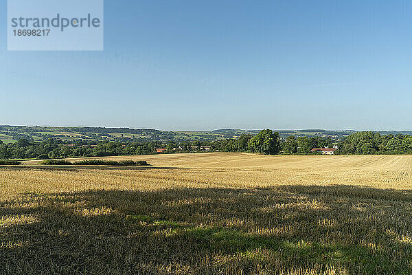 Baumschatten über einem goldenen Feld auf dem Land mit fernem Horizont und klarem blauen Himmel; Ravensworth  North Yorkshire  England