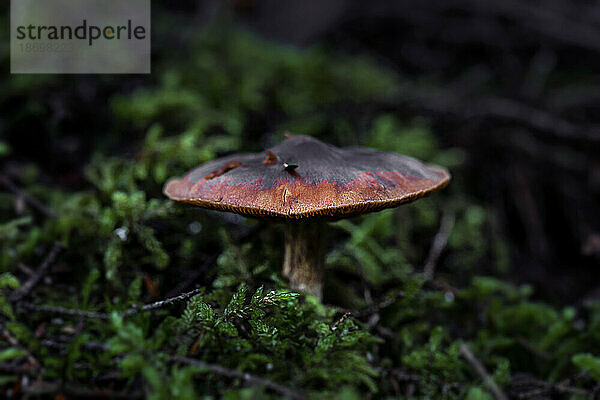 Pilz auf Waldboden; Annapolis County  Nova Scotia  Kanada