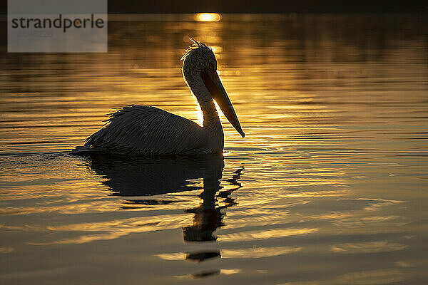 Krauskopfpelikan (Pelecanus Crispus) paddelt in Silhouette über den See; Zentralmakedonien  Griechenland