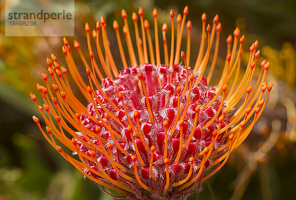 Nahaufnahme einer orange-roten Nadelkissen-Protea (Leucospermum); Upcountry Maui  Maui  Hawaii  Vereinigte Staaten von Amerika