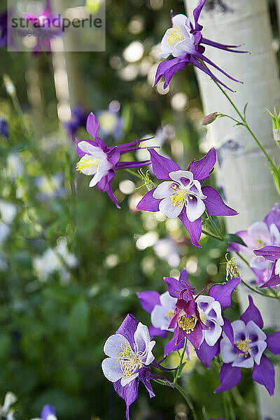 Nahaufnahme von violetten und weißen Akeleiblüten (Aquilegia)  die am Fuß von Espenbäumen (Populus tremuloides) im Wald in der Nähe von Winter Park wachsen; Colorado  Vereinigte Staaten von Amerika