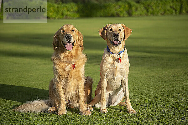 Porträt zweier wunderschöner Hunde (Canis lupus Familiaris)  die auf einer Rasenfläche sitzen  einem Yellow Labrador Retriever und einem Golden Retriever; Maui  Hawaii  Vereinigte Staaten von Amerika