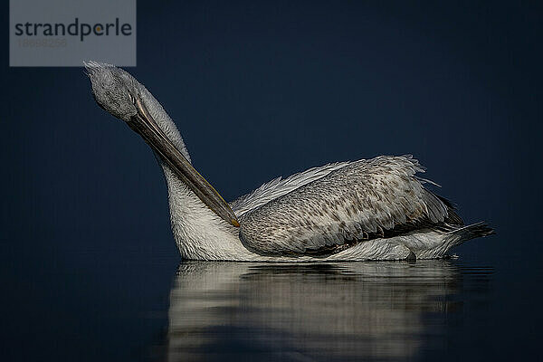 Nahaufnahme eines Krauskopfpelikans (Pelecanus Crispus)  der sich auf einem ruhigen See putzt; Zentralmakedonien  Griechenland