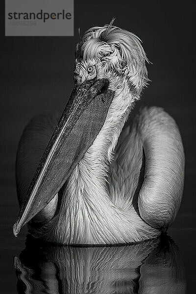 Monochromatische Nahaufnahme eines Krauskopfpelikans (Pelecanus Crispus)  der auf einem ruhigen See den Kopf dreht; Zentralmakedonien  Griechenland