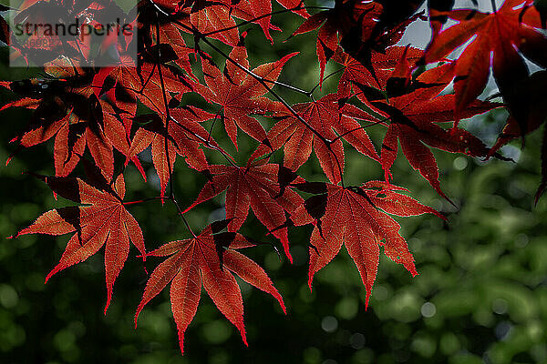 Roter japanischer Ahorn (Acer palmatum) verlässt einen botanischen Garten; Annapolis Royal  Nova Scotia  Kanada