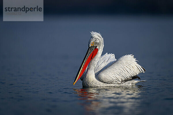 Krauskopfpelikan (Pelecanus Crispus) schwimmt im Profil auf dem See; Zentralmakedonien  Griechenland