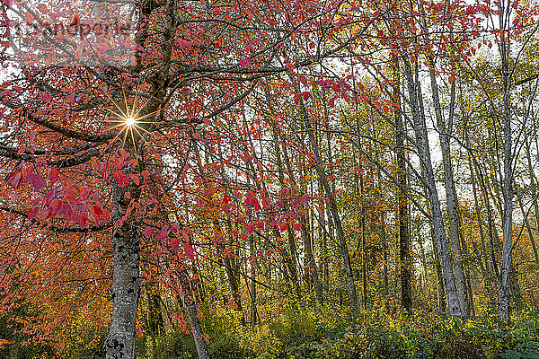 Sonnendurchbruch durch herbstlich gefärbte Bäume im Fleetwood Park; Surrey  British Columbia  Kanada
