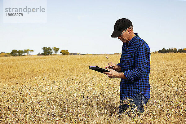 Landwirt verwaltet seine Ernte mithilfe eines Tablets  während er auf einem vollreifen Getreidefeld steht und den Status der Weizenköpfe überprüft; Alcomdale  Alberta  Kanada