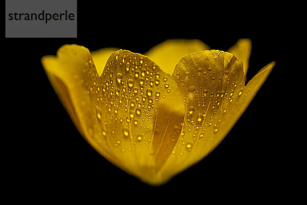 Nachtkerze (Oenothera biennis I)  eine Heilpflanze mit Pollen auf Staubgefäßen; Annapolis County  Nova Scotia  Kanada