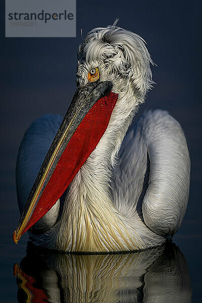 Nahaufnahme eines Krauskopfpelikans (Pelecanus Crispus)  der sich auf einem ruhigen See umdreht; Zentralmakedonien  Griechenland