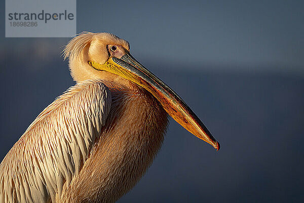 Nahaufnahme eines großen weißen Pelikans (Pelecanus onocrotalus)  der die Kamera beäugt; Zentralmakedonien  Griechenland