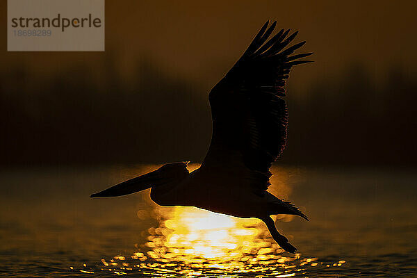 Krauskopfpelikan (Pelecanus Crispus) fliegt bei Sonnenaufgang silhouettiert über dem See; Zentralmakedonien  Griechenland