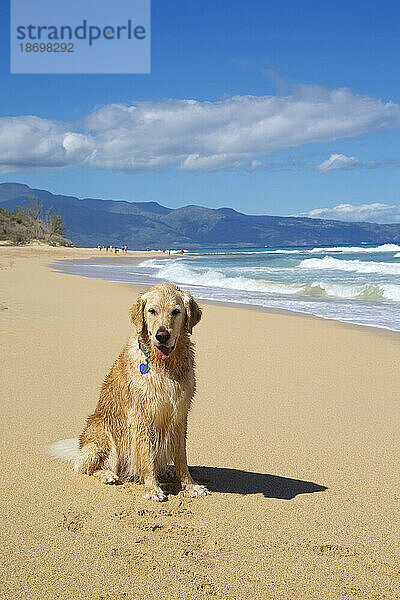 Porträt eines lächelnden Golden Retrievers (Canis lupus Familiaris) am Baldwin Beach an der Nordküste von Maui in der Nähe von Paia; Maui  Hawaii  Vereinigte Staaten von Amerika