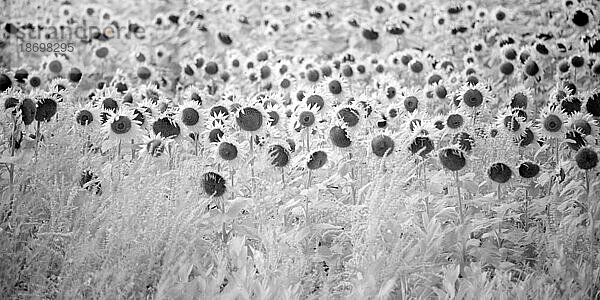 Feld blühender Sonnenblumen im Infrarot; Winnipeg  Manitoba  Kanada