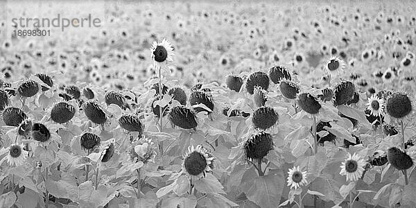 Feld blühender Sonnenblumen im Infrarot; Winnipeg  Manitoba  Kanada