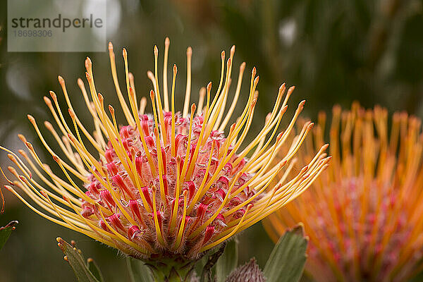 Nahaufnahme von gelben  roten und orangefarbenen Nadelkissen-Proteas (Leucospermum  Proteaceae); Upcountry Maui  Maui  Hawaii  Vereinigte Staaten von Amerika