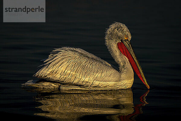 Krauskopfpelikan (Pelecanus Crispus) auf einem im Wasser gespiegelten See; Zentralmakedonien  Griechenland