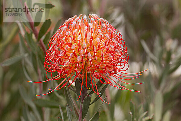 Nahaufnahme einer orangefarbenen  roten und gelben Nadelkissenprotea (Leucospermum  Proteaceae); Upcountry Maui  Maui  Hawaii  Vereinigte Staaten von Amerika