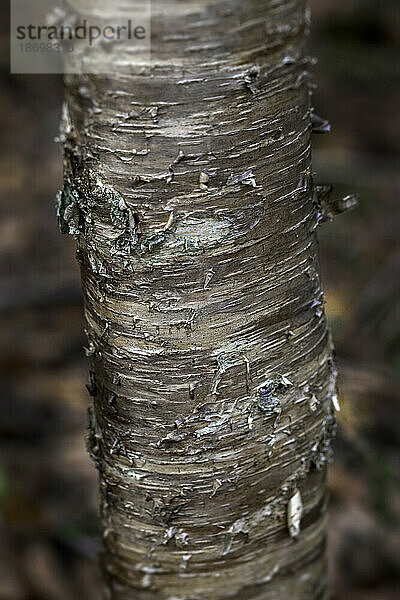 Nahaufnahme der Rinde einer Birke (Betula pendula); Digby  Nova Scotia  Kanada