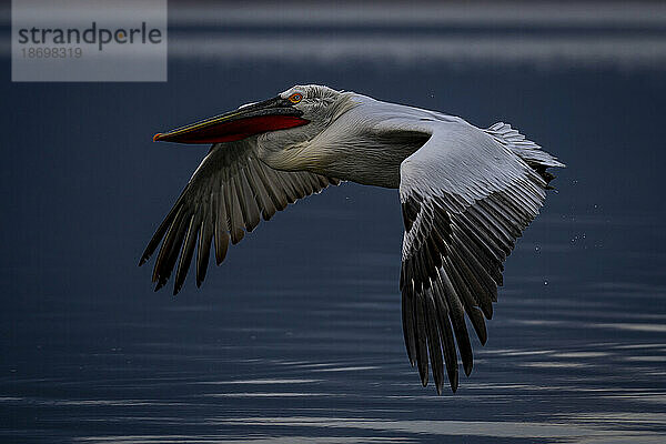 Krauskopfpelikan (Pelecanus Crispus) schlägt mit den Flügeln über einen ruhigen See; Zentralmakedonien  Griechenland