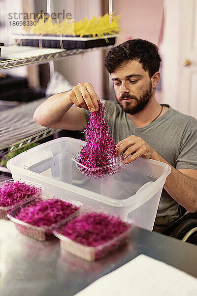 Mann im Rollstuhl portioniert frische Microgreens auf einem städtischen Bauernhof; Edmonton  Alberta  Kanada