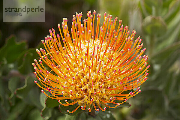 Nahaufnahme eines gelben und orangefarbenen Leucospermum  Proteaceae  allgemein bekannt als Pincushion Protea  gefunden im Hochland von Maui; Upcountry Maui  Maui  Hawaii  Vereinigte Staaten von Amerika