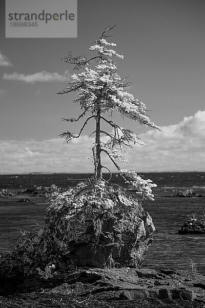 Infrarotaufnahme eines Baumes  der aus einem Felsen am Lake Superior wächst; Thunder Bay  Ontario  Kanada