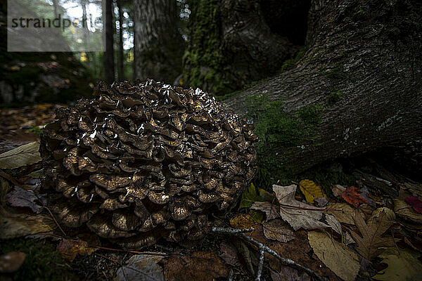 Maitake-Pilz (Grifola frondosa) auf Waldboden; Digby County  Nova Scotia  Kanada