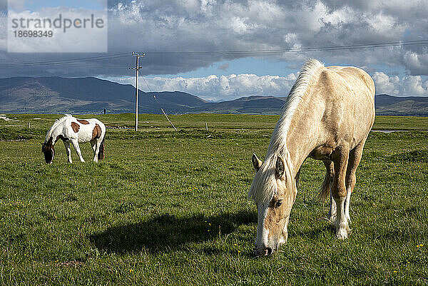Pferde (Equus caballus) grasen auf den Grasfeldern entlang der Maharees in der Nähe eines Dorfes auf der Dingle-Halbinsel an der Atlantikküste; Grafschaft Kerry  Irland