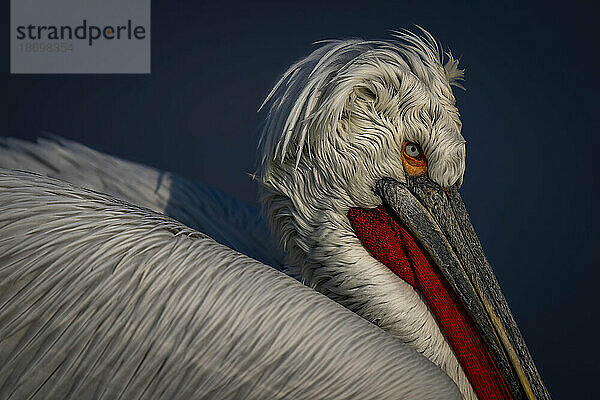 Nahaufnahme eines Krauskopfpelikans (Pelecanus Crispus) am blauen See; Zentralmakedonien  Griechenland