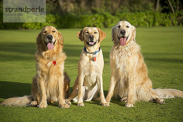 Porträt von drei wunderschönen Hunden (Canis lupus Familiaris)  die auf einer Rasenfläche sitzen; ein gelber Labrador Retriever sitzt zwischen zwei Golden Retrievern; Maui  Hawaii  Vereinigte Staaten von Amerika