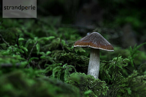 Pilz auf moosigem Waldboden; Annapolis County  Nova Scotia  Kanada