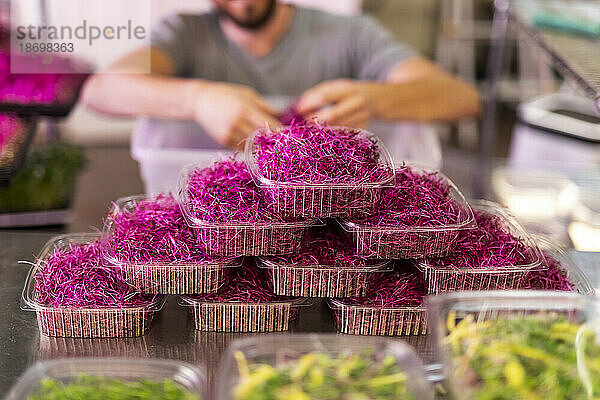 Mann im Rollstuhl portioniert frische Microgreens auf einem städtischen Bauernhof; Edmonton  Alberta  Kanada