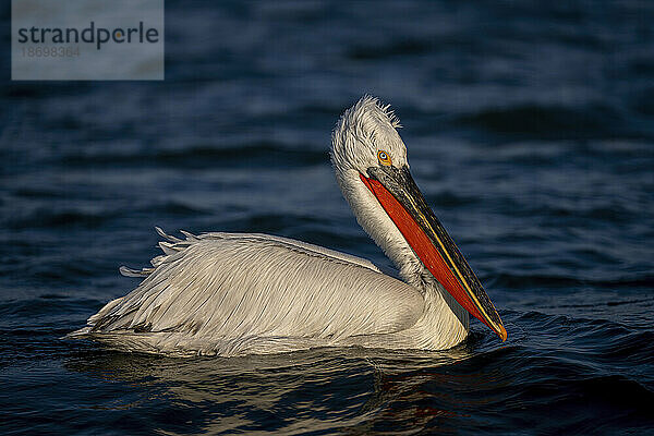 Nahaufnahme eines Krauskopfpelikans (Pelecanus Crispus)  der in einem ruhigen See in der Sonne schwimmt; Zentralmakedonien  Griechenland