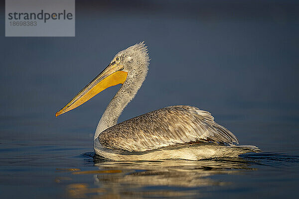 Krauskopfpelikan (Pelecanus Crispus) paddelt im Sonnenschein über den See; Zentralmakedonien  Griechenland