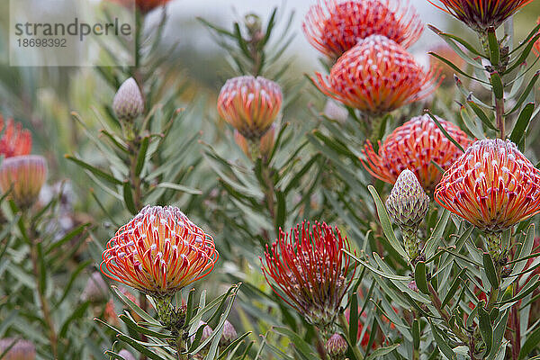 Nahaufnahme von rotem und orangefarbenem Leucospermum  Proteaceae  allgemein bekannt als Pincushion Protea  gefunden im Hochland von Maui; Upcountry Maui  Maui  Hawaii  Vereinigte Staaten von Amerika