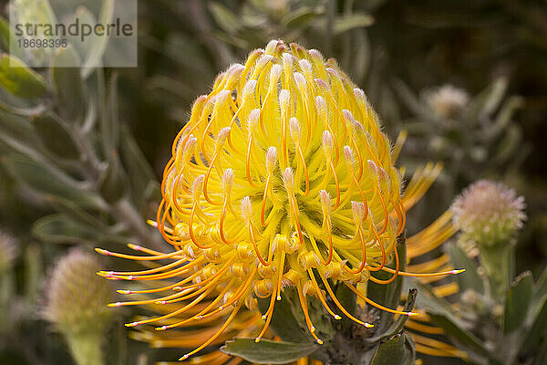 Nahaufnahme einer gelben Nadelkissen-Protea (Leucospermum) mit orangefarbenen Stielen; Upcountry Maui  Maui  Hawaii  Vereinigte Staaten von Amerika