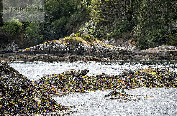 Gruppe von Seehunden (Phoca vitulina)  die auf den Felsen an der Küste von Garnish Island in der Bantry Bay ruhen; West Cork  Irland