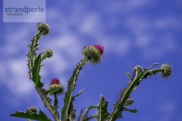 Blühende Distelpflanze (Cirsium arvense) in einem Garten vor blauem Himmelshintergrund; Kanada