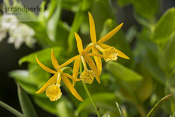 Nahaufnahme der BC Yellow Bird Orchids (Brassocattleya Yellow Bird); Maui  Hawaii  Vereinigte Staaten von Amerika