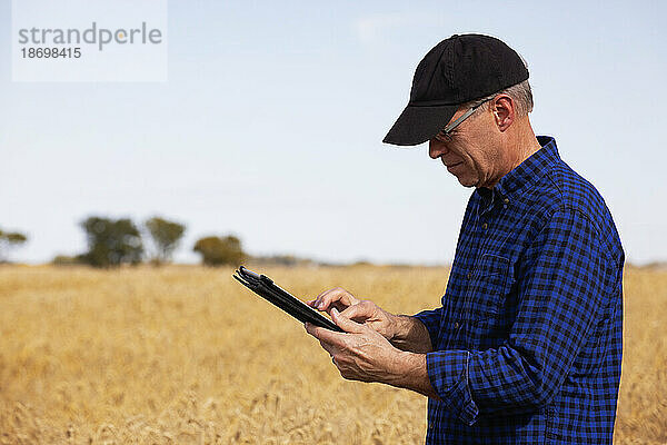 Landwirt nutzt ein Tablet  um seine Ernte zu verwalten  während er auf einem vollreifen Getreidefeld steht; Alcomdale  Alberta  Kanada