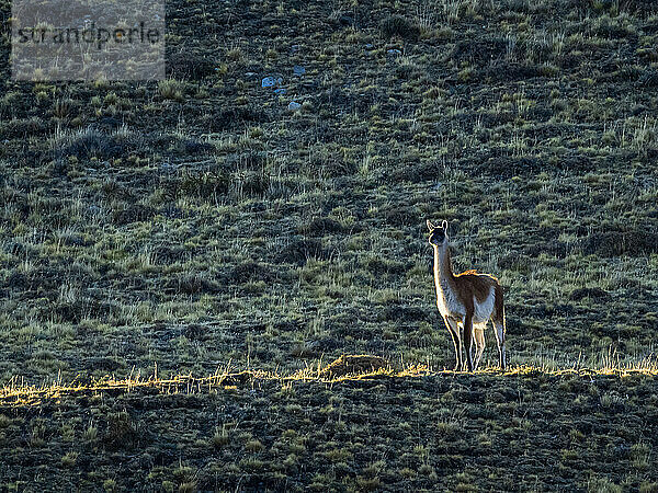 Wachposten auf der Hut  ein Guanako (Lama guanicoe)  der Wache steht und die Landschaft überblickt und in der Dämmerung nach Raubtieren Ausschau hält; Nationalpark Torres del Paine  Patagonien  Chile